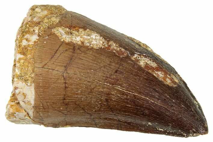 Fossil Mosasaur (Prognathodon) Tooth - Morocco #326437